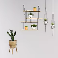 Stylish Indoor Potted Plants Display on Wooden Shelves and Hanging Pots with Cactus