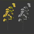 Ornamental Indoor Plants With Yellow And Gray Fan Shaped Leaves On Thin Stems