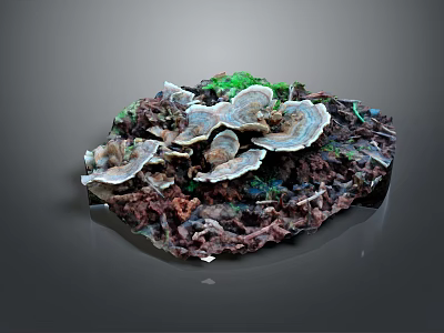 Fresh Oyster Mushrooms Growing On Wood With White Gray Caps And Green Moss In Dark Background 3d model