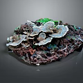 Fresh Oyster Mushrooms Growing On Wood With White Gray Caps And Green Moss In Dark Background