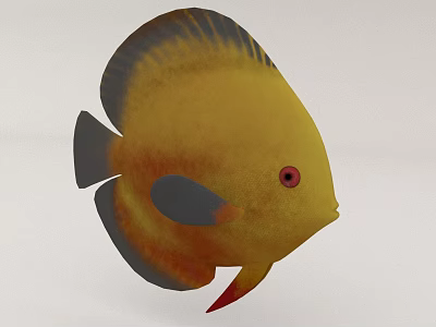Vibrant Yellow Tropical Aquatic Fish With Black Fins And Red Eyes 3d model