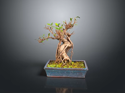 Bonsai Tree With Twisted Trunk Exposed Roots In Square Moss Covered Pot 3d model