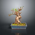 Bonsai Tree With Twisted Trunk Exposed Roots In Square Moss Covered Pot