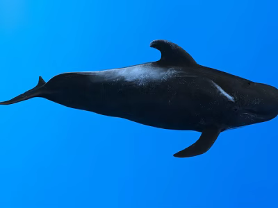 Black Dolphin Swimming In Blue Ocean Water With Smooth Body And Fins 3d model