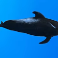 Black Dolphin Swimming In Blue Ocean Water With Smooth Body And Fins