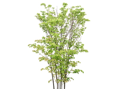 Plant HD Green Plant Tree 3d model