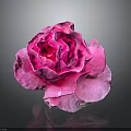 Vibrant Pink Rose Bloom With Soft Petals On Dark Background And Clear Reflection 3d model