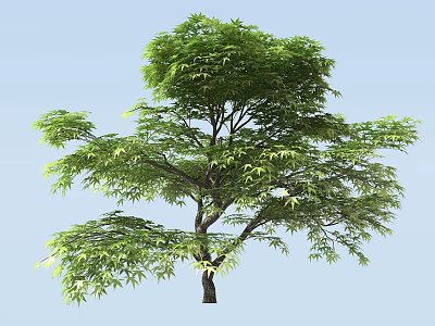 Lush Green Leafy Tree With Strong Trunk And Extended Branches Against Blue Sky Background 3d model