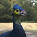 Flying Animal With Blue Head Black Back White Belly Blue Legs In Natural Grassland Habitat