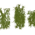 Modern Vine Honeysuckle 3d model