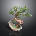 Artistic Bonsai Pine Tree With Curved Trunk Green Foliage And Rock Base