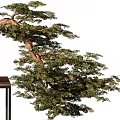 Bonsai Tree With Curved Trunk And Green Foliage In Ceramic Pot On Wooden Table