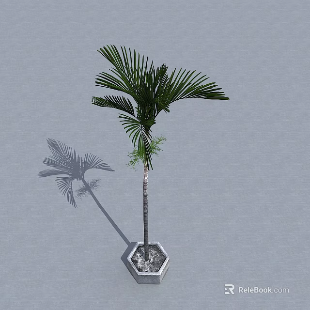 Tall Palm Tree with Feathery Leaves in Hexagonal Planter Against Gray Background and Shadow 3d model 