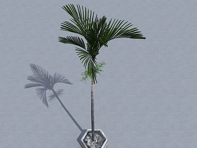 Tall Palm Tree with Feathery Leaves in Hexagonal Planter Against Gray Background and Shadow 3d model