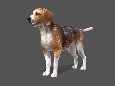 Adorable Beagle Dog With Brown And White Fur Standing In Natural Pose On Gray Background 3d model