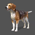Adorable Beagle Dog With Brown And White Fur Standing In Natural Pose On Gray Background