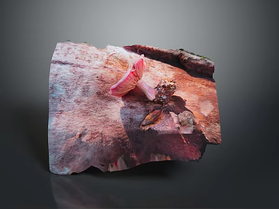 Vibrant Pink Mushroom Growing on a Piece of Weathered Wood with Natural Texture 3d model