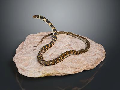 Reptile Snake Coiled on Natural Rock Surface with Brown and Black Patterns 3d model Reptile Snake Coiled on Natural Rock Surface with Brown and Black Patterns 3d model