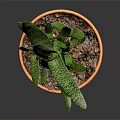 Spotted Green Succulent Plant With Long Pointed Leaves In Terracotta Pot For Indoor Decor