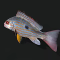 Vibrant Aquatic Fish With Red Eyes Yellow Blue Stripes And Black Spots