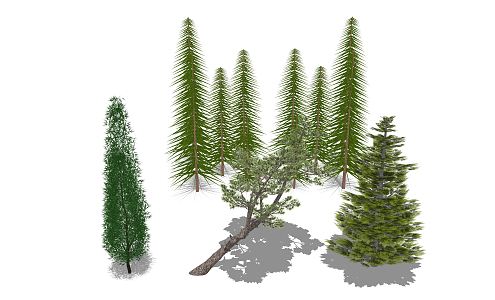 Modern Pine 3d model