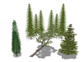 Modern Pine 3d model