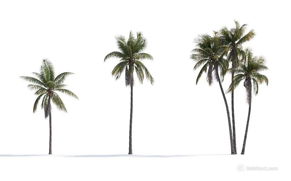 Tall Tropical Palm Trees With Lush Green Fronds On White Background 3d model 