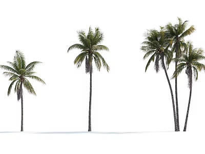 Tall Tropical Palm Trees With Lush Green Fronds On White Background 3d model