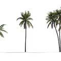 Tall Tropical Palm Trees With Lush Green Fronds On White Background