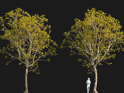 Two Trees With Slender Trunks Yellow Green Leaves And Standing Person On Black Background 3d model