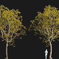 Two Trees With Slender Trunks Yellow Green Leaves And Standing Person On Black Background