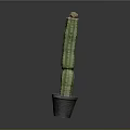 Tall Columnar Green Potted Cactus Plant In Dark Pot On Plain Background