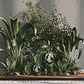 Lush Green Plants On Wooden Tray Against Gray Wall With Monstera Ferns And Large Leaves