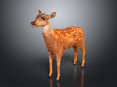 Brown Fur Fawn With White Spots Standing In Isolated Dark Background 3d model