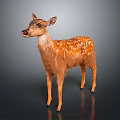 Brown Fur Fawn With White Spots Standing In Isolated Dark Background