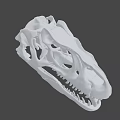 White Skull Model With Detailed Structure And Sharp Teeth Decorative Art Piece