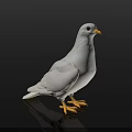 White Pigeon Standing With Yellow Beak And Feet On Black Background