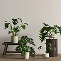 Modern Indoor Bonsai Plants with Green Leafy Foliage in White Ceramic Pots and Wooden Stands