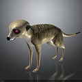 Meerkat Standing On Black Surface With Red Eyes And Realistic Fur Details