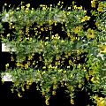 Lush Bonsai Potted Plant With Vibrant Yellow Flowers And Green Vines Against Black Background