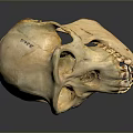 Detailed Natural Animal Skull Anatomical Organ With Eye Sockets And Teeth Structure