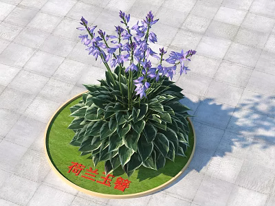 Dutch Hosta With Purple Flowers And Green Leaves With White Edges On Green Round Base 3d model