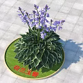 Dutch Hosta With Purple Flowers And Green Leaves With White Edges On Green Round Base
