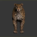 Leopard Standing on Dark Reflective Surface with Orange Fur and Black Spots 3d model