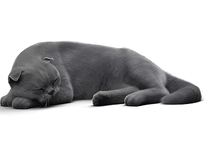 Gray Reptile Lizard Resting Peacefully On Smooth White Background Surface 3d model