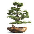 Bonsai Tree With Curved Trunk And Green Pine Needles In Natural Pot