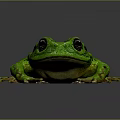 Green Frog With Large Black Eyes Bumpy Textured Skin And Outstretched Limbs On Dark Background