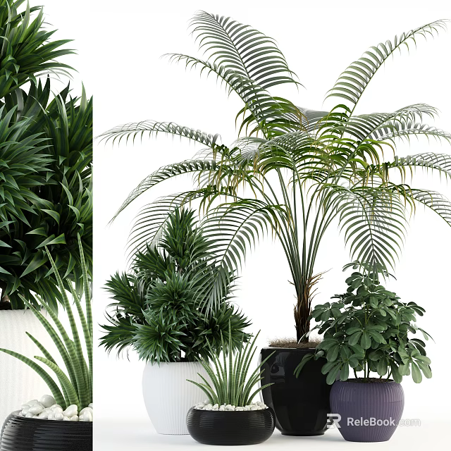 Various Types of Decorative Potted Plants with Lush Foliage and Different Planters for Indoor Use 3d model 