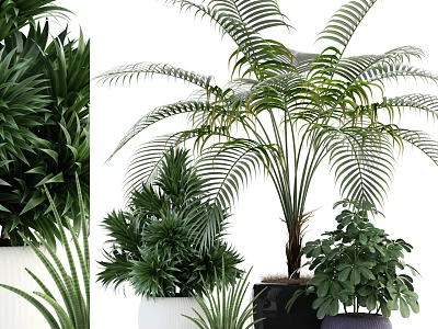 Various Types of Decorative Potted Plants with Lush Foliage and Different Planters for Indoor Use 3d model