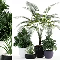 Various Types of Decorative Potted Plants with Lush Foliage and Different Planters for Indoor Use